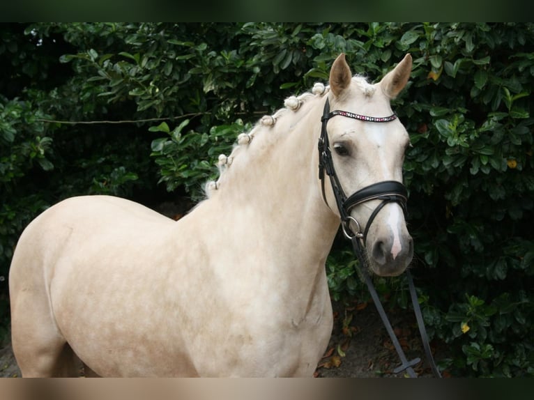 PNR Yegua 3 años 137 cm Palomino in Hooge Mierde