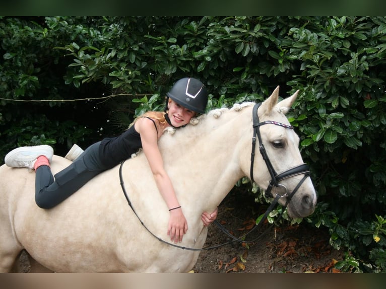 PNR Yegua 3 años 137 cm Palomino in Hooge Mierde