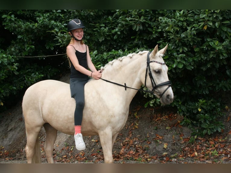PNR Yegua 3 años 137 cm Palomino in Hooge Mierde