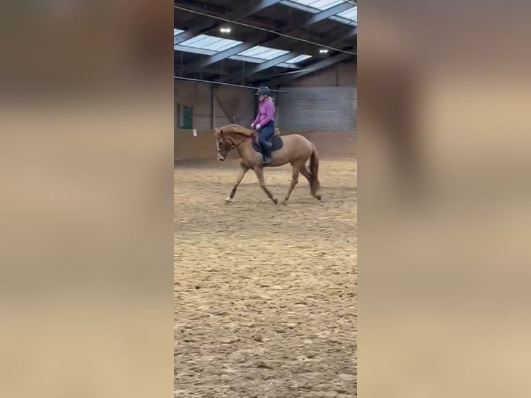 PNR Yegua 3 años 144 cm Alazán in Nieuw-Buinen