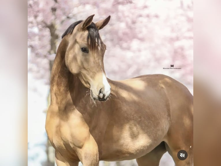 PNR Yegua 3 años 148 cm Buckskin/Bayo in Nieuwkoop