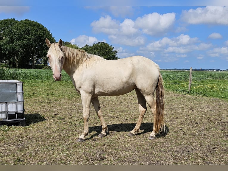 PNR Yegua 3 años 160 cm Champán in Stompetoren