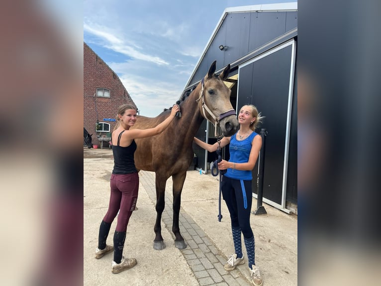PNR Yegua 3 años 165 cm Buckskin/Bayo in Tholen