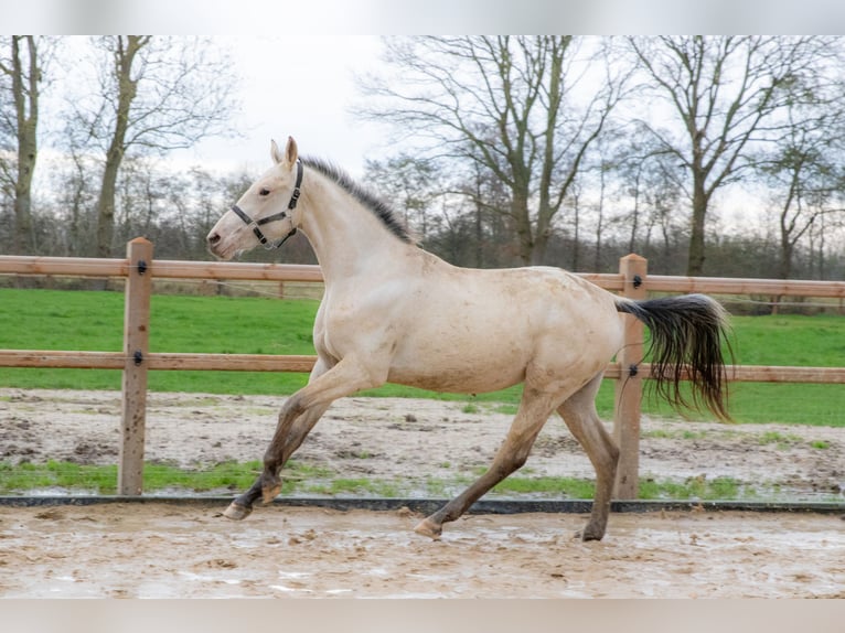 PNR Yegua 3 años 166 cm Buckskin/Bayo in Lutjegast