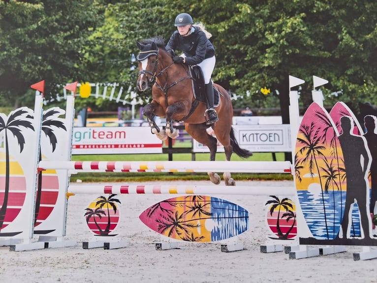 PNR Yegua 4 años 145 cm Castaño in Veere