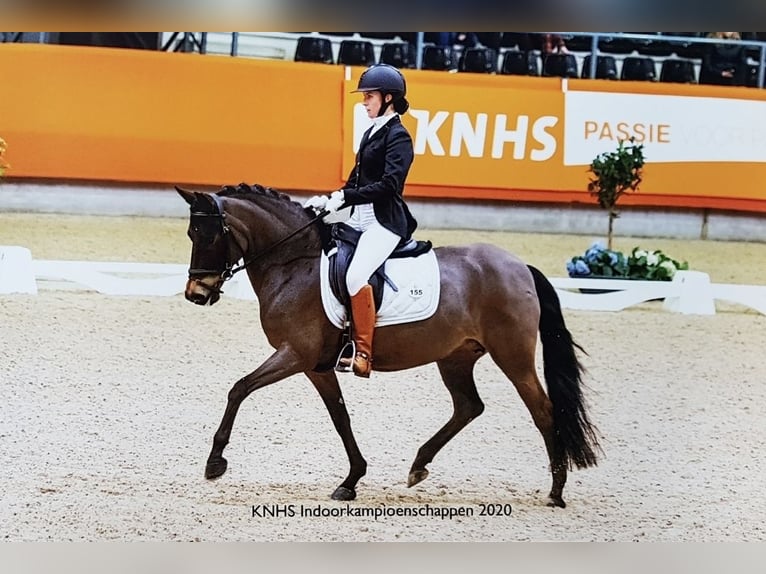 PNR Yegua 4 años 145 cm Castaño in Veere