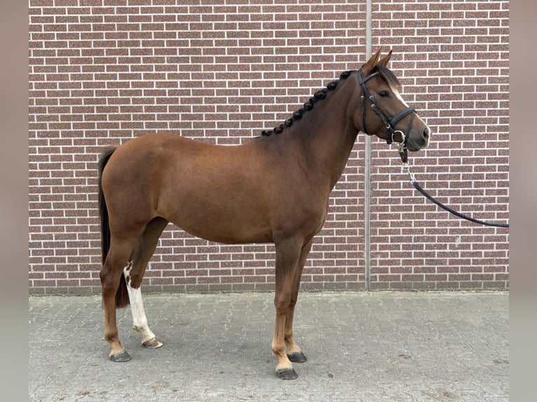 PNR Yegua 4 años 145 cm Castaño in Veere