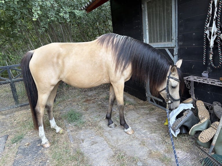 PNR Yegua 4 años 146 cm Buckskin/Bayo in Maashees