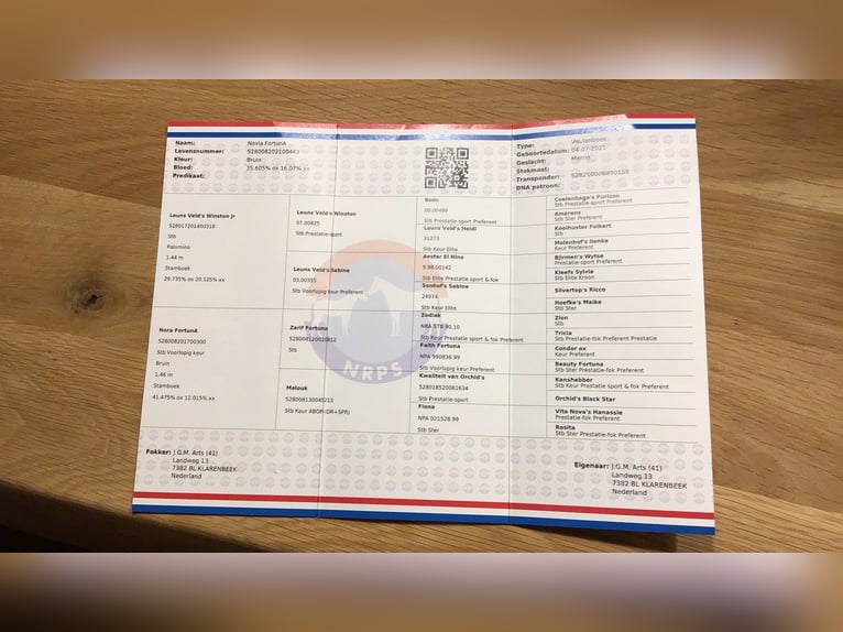 PNR Yegua 4 años 147 cm Castaño in Zolder