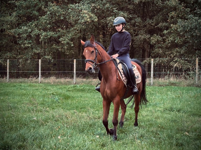 PNR Yegua 4 años 147 cm Castaño in Zolder