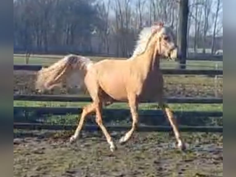 PNR Yegua 4 años 148 cm Palomino in Sint Hubert