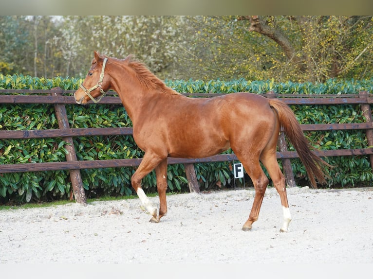 PNR Yegua 4 años 160 cm Negro in Groningen