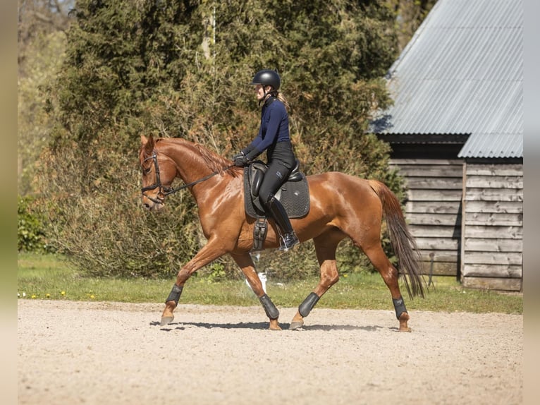 PNR Yegua 4 años 165 cm Alazán in Wormer