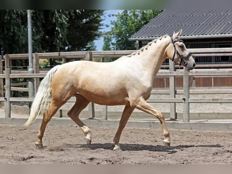 PNR Yegua 4 años 167 cm Palomino in Tholen