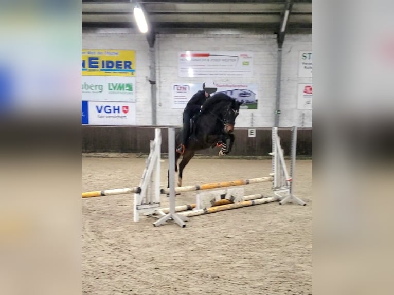 PNR Yegua 5 años 148 cm Morcillo in Dörpen