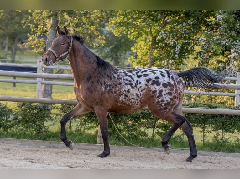 PNR Yegua 6 años 164 cm Atigrado/Moteado in Lutjegast