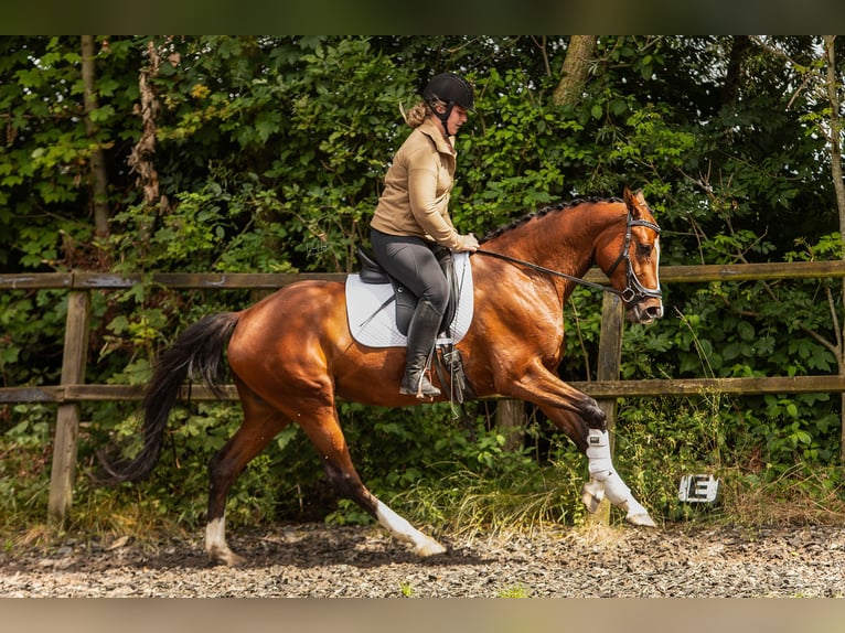 PNR Yegua 6 años 165 cm Castaño in Tholen