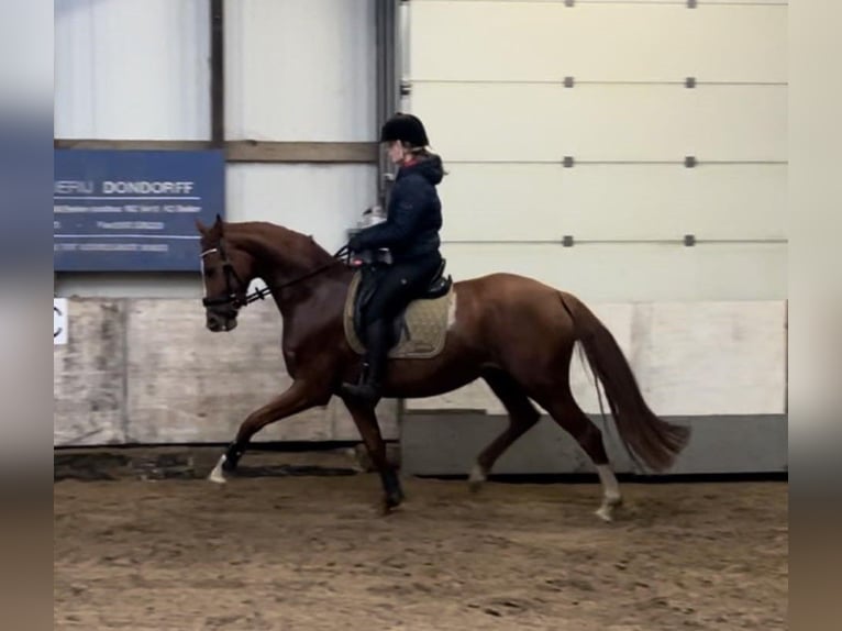 PNR Yegua 6 años 168 cm Alazán in Beilen