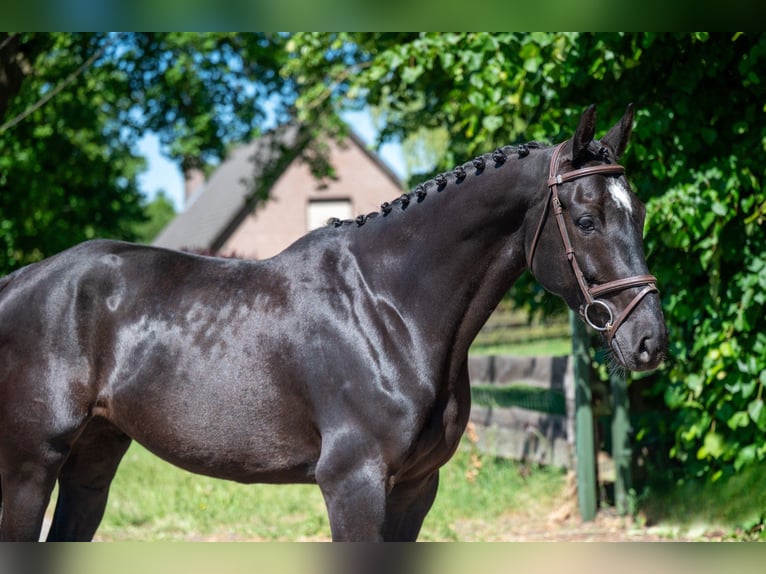 PNR Yegua 6 años 170 cm Negro in GROTE-BROGEL