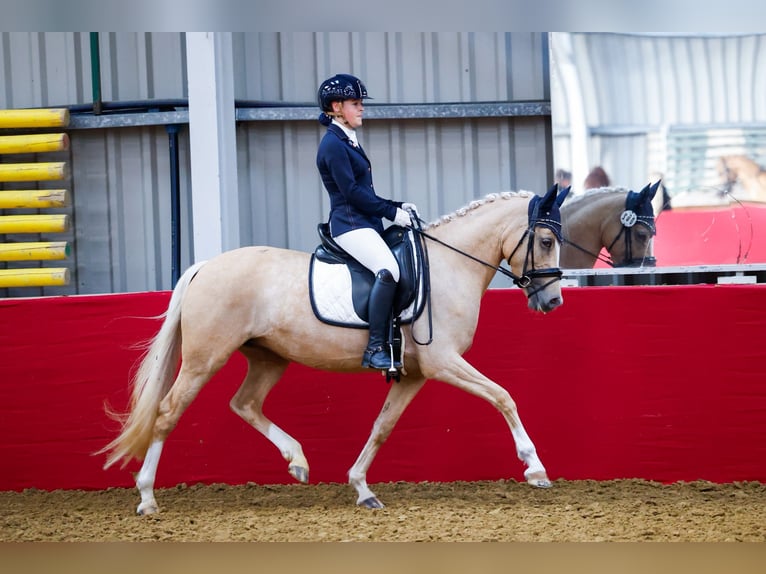 PNR Yegua 8 años 147 cm Palomino in Oost West en Middelbeers