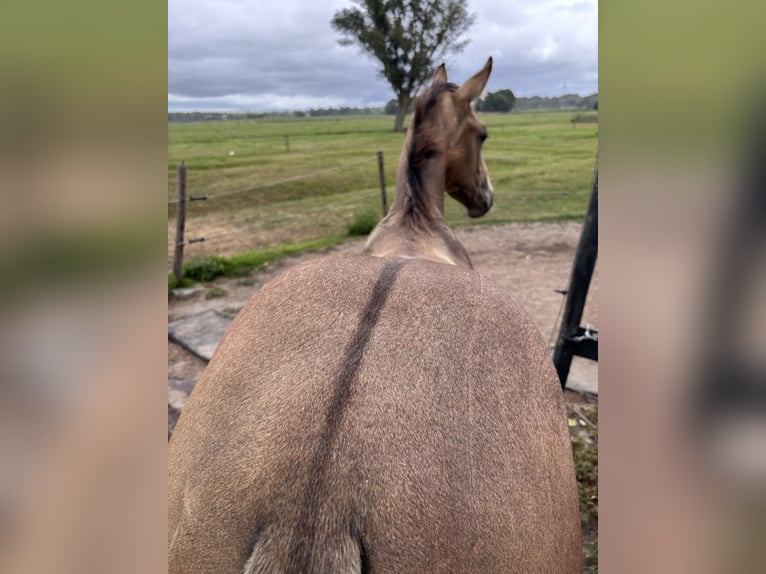PNR Yegua Potro (04/2025) 136 cm Buckskin/Bayo in Zwartewaal