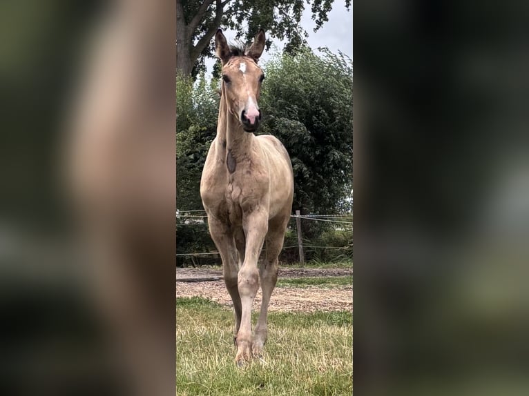 PNR Yegua Potro (04/2025) 136 cm Buckskin/Bayo in Zwartewaal
