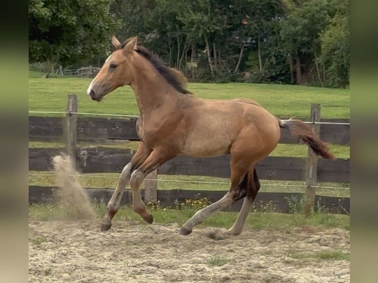 PNR Yegua Potro (04/2025) 136 cm Buckskin/Bayo in Zwartewaal