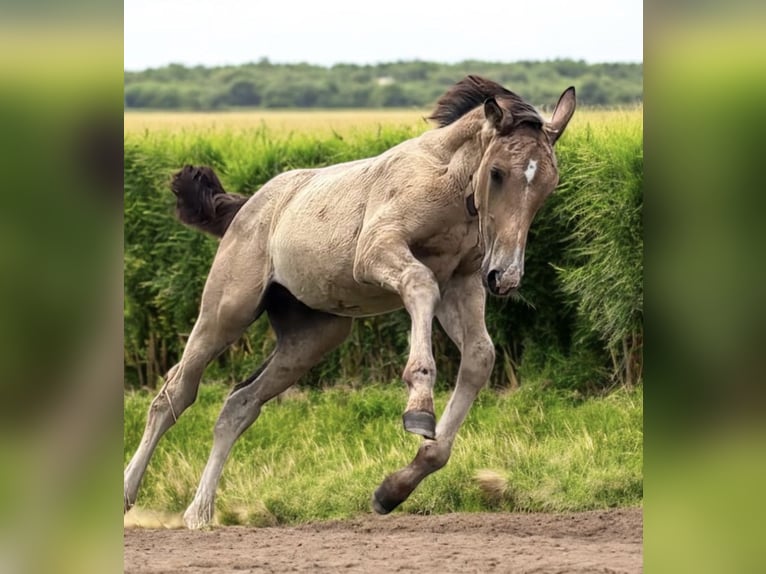 PNR Yegua Potro (04/2025) 136 cm Buckskin/Bayo in Zwartewaal