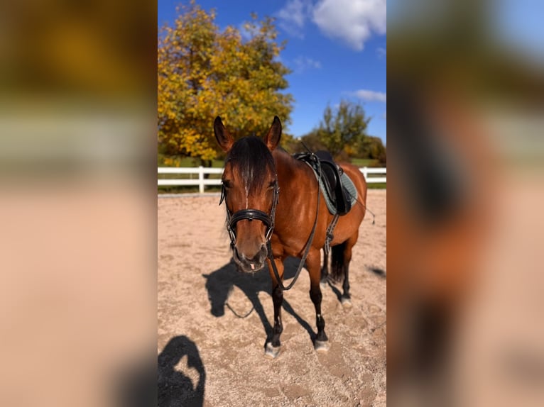 Półarab Mix Klacz 10 lat 147 cm Gniada in Nürtingen