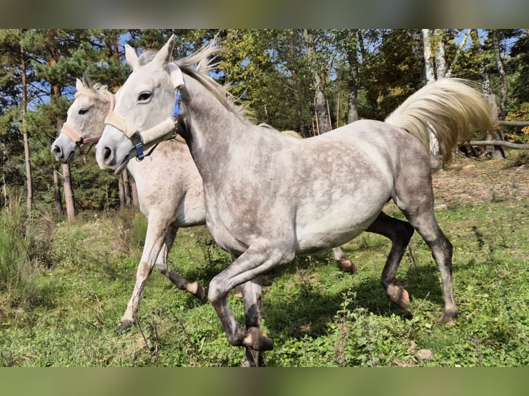 Półarab Klacz 10 lat 150 cm Siwa in Bukowinka
