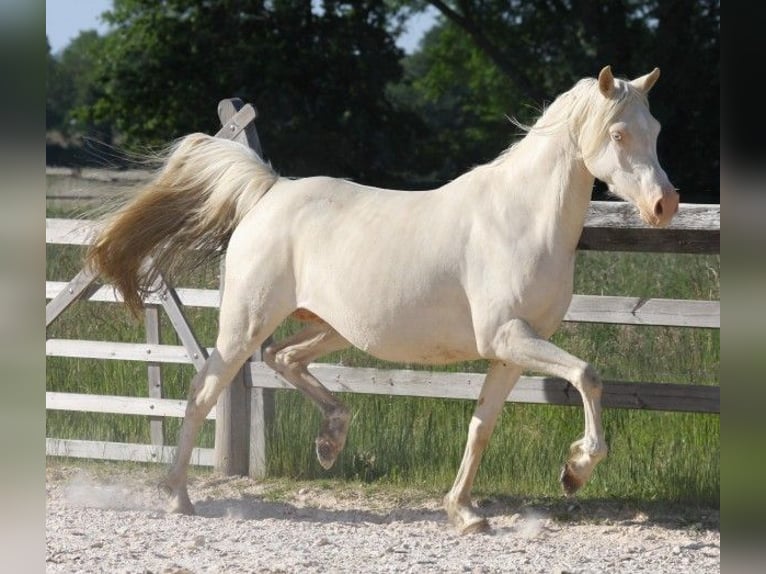 Półarab Klacz 12 lat 150 cm Cremello in Villars-les-Dombes