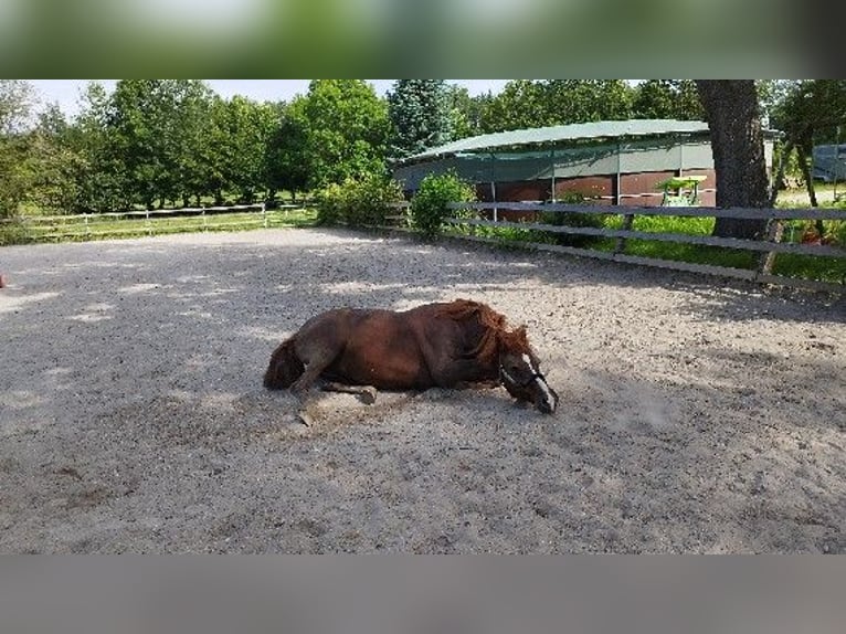 Półarab Mix Klacz 19 lat 140 cm Kasztanowata in Winterlingen