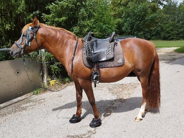 Półarab Mix Klacz 19 lat 140 cm Kasztanowata in Winterlingen