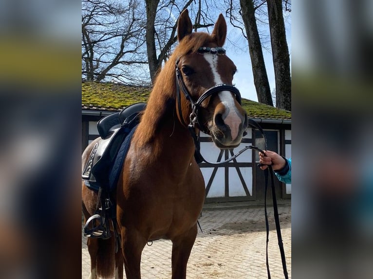 Półarab Mix Klacz 19 lat 140 cm Kasztanowata in Winterlingen