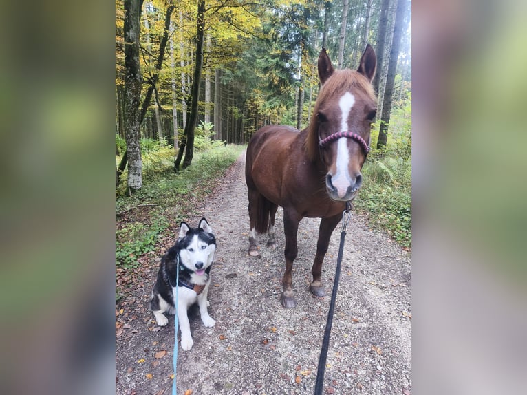 Półarab Mix Klacz 19 lat 140 cm Kasztanowata in Winterlingen