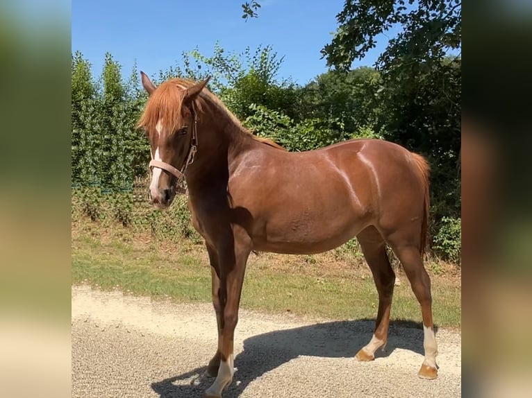 Półarab Klacz 1 Rok 140 cm Ciemnokasztanowata in VERNON