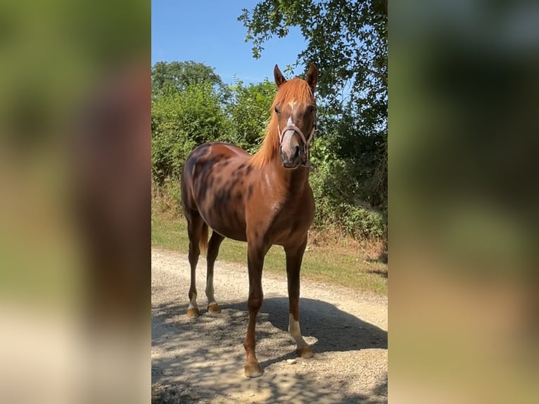 Półarab Klacz 1 Rok 140 cm Ciemnokasztanowata in VERNON