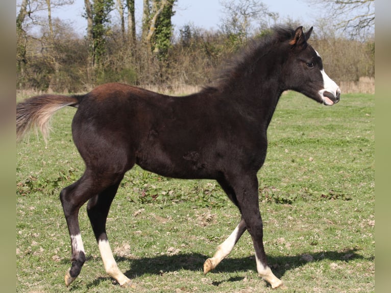Półarab Klacz 1 Rok Kara in Villars-les-Dombes