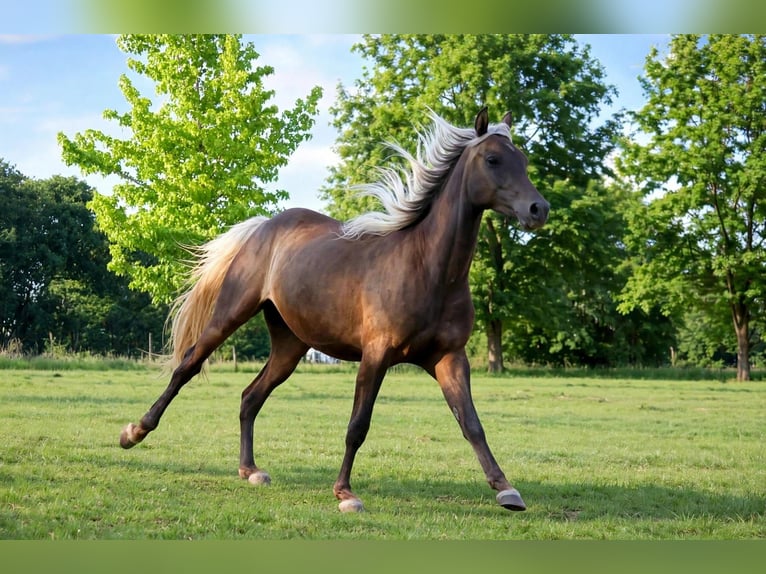 Półarab Klacz 2 lat 154 cm Kara in goven
