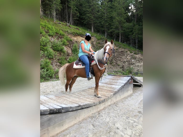 Półarab Mix Klacz 8 lat 146 cm Kasztanowata in San Lorenzo di Sebato