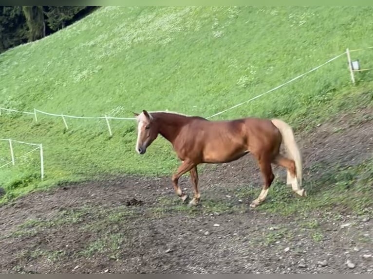 Półarab Mix Klacz 8 lat 146 cm Kasztanowata in San Lorenzo di Sebato