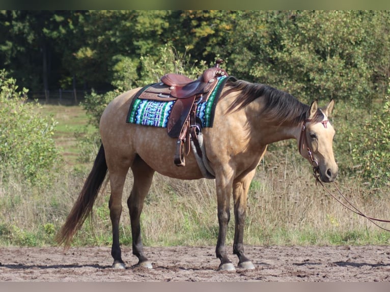 Półarab Klacz 8 lat 154 cm Jelenia in Laubach