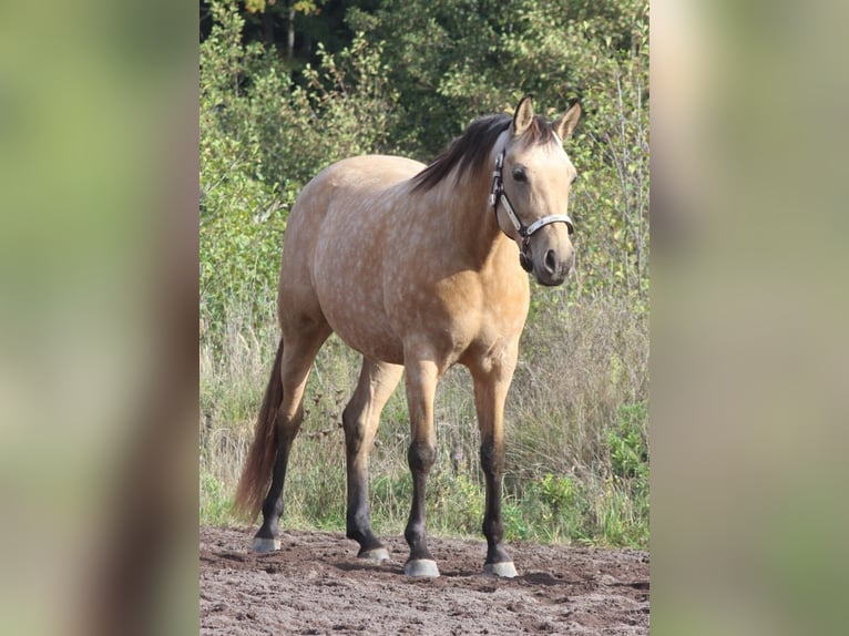 Półarab Klacz 8 lat 154 cm Jelenia in Laubach