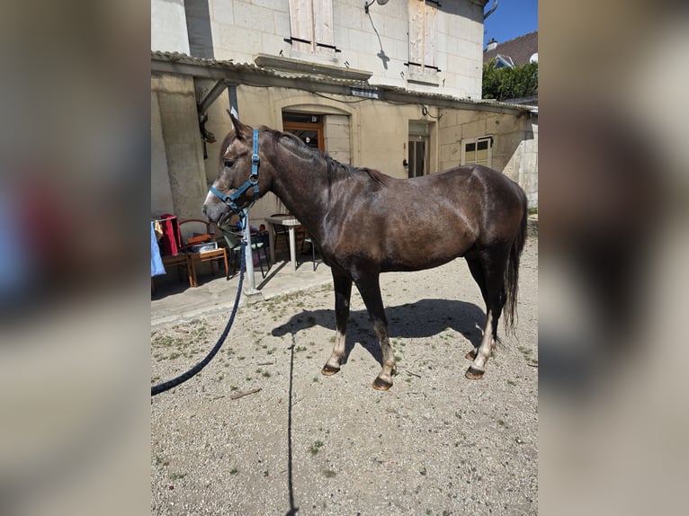 Półarab Mix Ogier 3 lat 147 cm Kasztanowatodereszowata in Chacrise