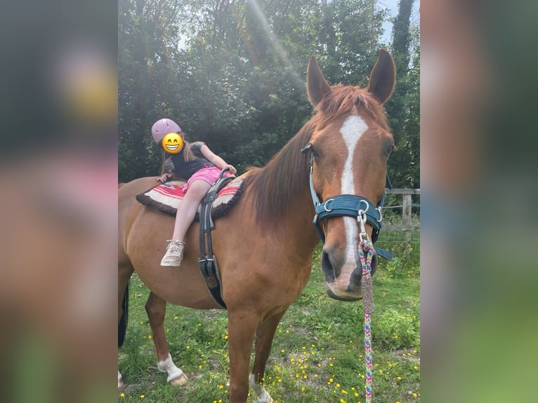 Półarab Mix Wałach 13 lat 163 cm Kasztanowata in Wesel