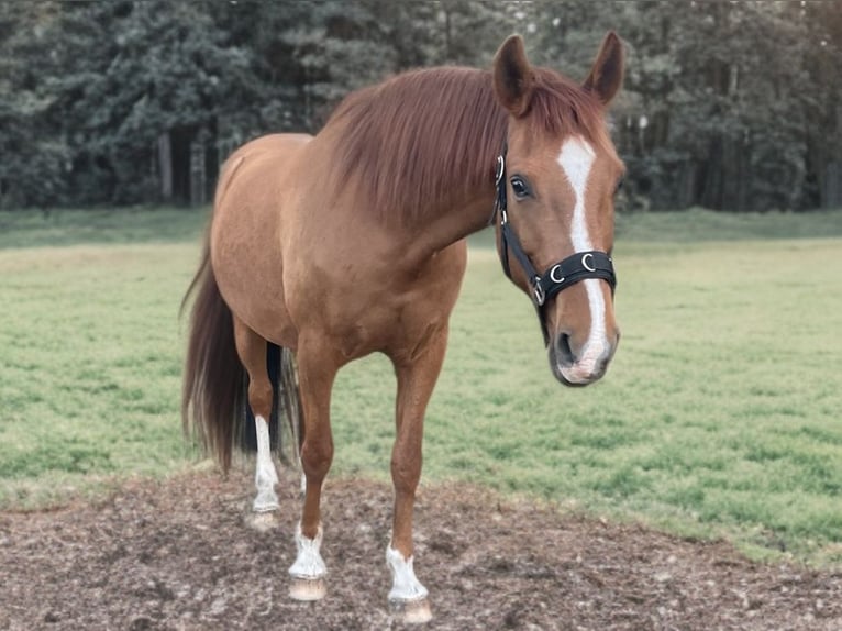 Półarab Mix Wałach 13 lat 165 cm Kasztanowata in Wesel