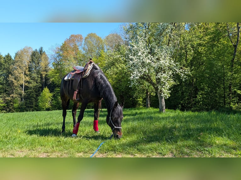 Półarab Mix Wałach 19 lat 158 cm Skarogniada in Baltmannsweiler