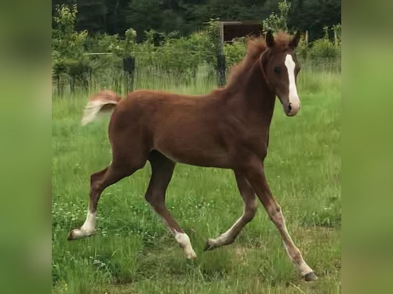 Półarab Wałach 1 Rok 150 cm Kasztanowata in VERNON