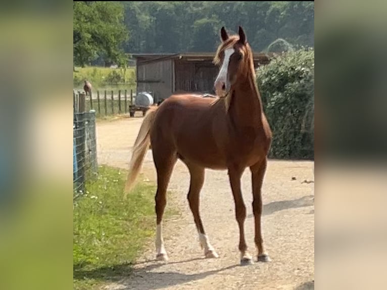 Półarab Wałach 1 Rok 150 cm Kasztanowata in VERNON