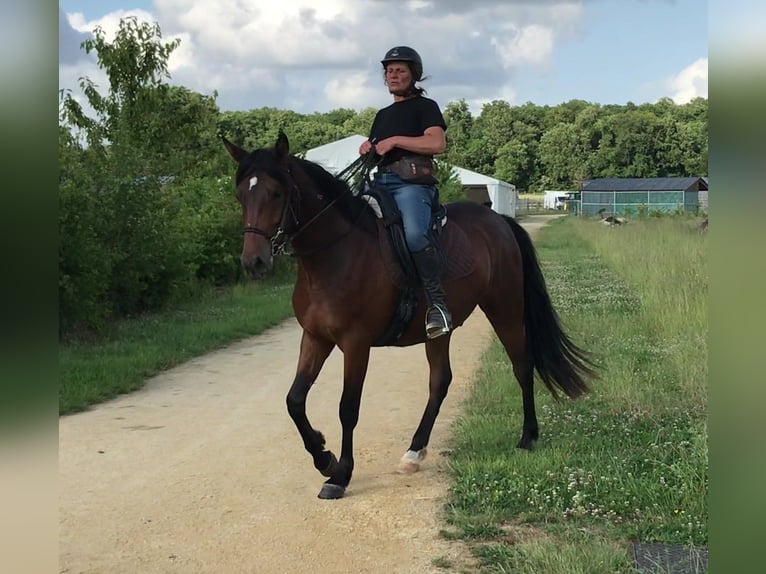 Półarab Wałach 3 lat 157 cm Gniada in VERNON